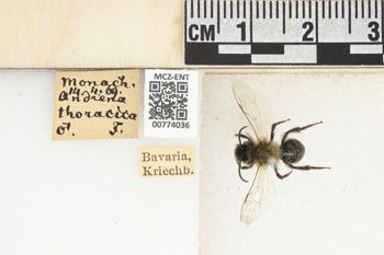Media type: image;   Entomology 774036 Aspect: Labels